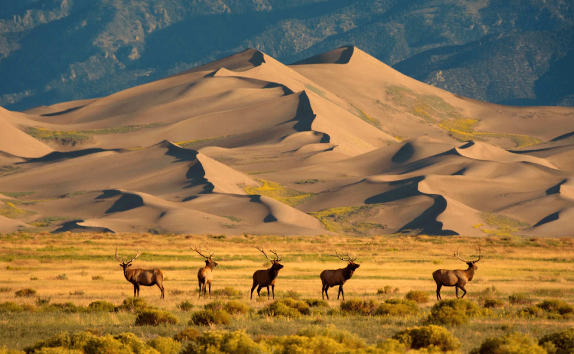 The Great Sand Dunes National Park in Colorado is a hidden travel gem for adventure travel in the USA. It's home to the tallest sand dunes in North America and offers hiking, sandboarding, and camping opportunities